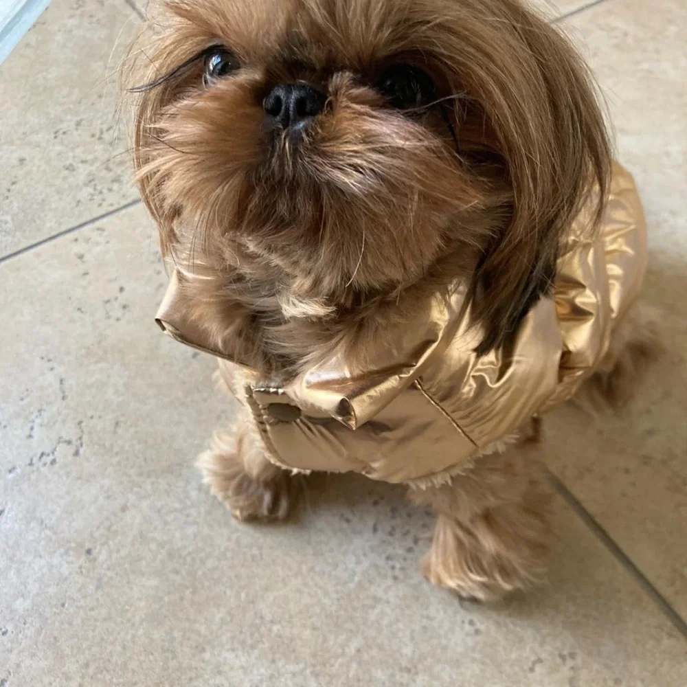 Super cute and cozy gold dog jacket for your furry best friend